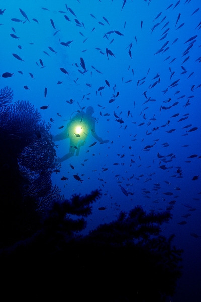 Plongeur au Cap de Nice (Gorgones bleues)