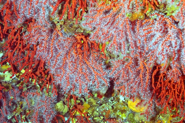 Corail rouge